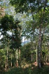 Small-holder rubber plantation [sumatra_0718]