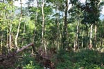 Small-holder rubber plantation [sumatra_0719]