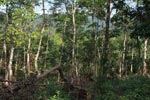 Small-holder rubber plantation [sumatra_0720]