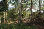 Small-holder rubber plantation [sumatra_0721]