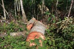 Logging near Gunung Leuser National Park [sumatra_0723]