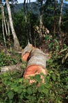 Logging near Gunung Leuser National Park [sumatra_0724]