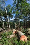 Logging near Gunung Leuser National Park [sumatra_0728]