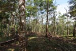 Small-holder rubber plantation [sumatra_0730]