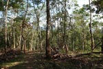 Small-holder rubber plantation [sumatra_0732]