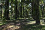Oil palm estate [sumatra_0738]
