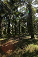 Oil palm estate [sumatra_0740]