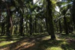 Oil palm estate [sumatra_0742]