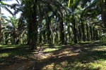 Oil palm estate [sumatra_0744]