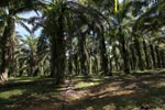 Oil palm estate [sumatra_0745]