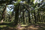 Oil palm estate [sumatra_0746]