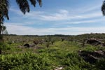 Re-establishing an oil palm plantation on the edge of Gunung Leuser National Park [sumatra_0747]