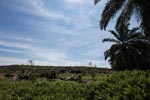 New oil palm plantation establishment