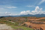 Oil palm plantation near Gunung Leuser National Park [sumatra_0798]