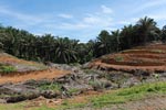 Oil palm plantation near Gunung Leuser National Park [sumatra_0806]