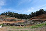 Oil palm plantation near Gunung Leuser National Park [sumatra_0807]