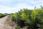 Oil palm nursery [sumatra_0824]