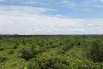 Newly established oil palm plantation near Tangkahan village [sumatra_0825]
