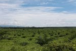 Newly established oil palm plantation near Tangkahan village [sumatra_0826]