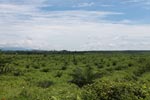 Newly established oil palm plantation near Tangkahan village [sumatra_0827]