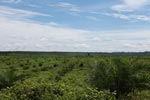 Newly established oil palm plantation near Tangkahan village