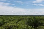 Newly established oil palm plantation near Tangkahan village [sumatra_0832]