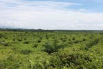 Newly established oil palm plantation near Tangkahan village [sumatra_0833]