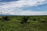 Newly established oil palm plantation near Tangkahan village [sumatra_0836]