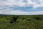 Newly established oil palm plantation near Tangkahan village [sumatra_0837]