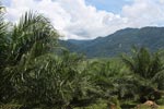 Oil palm plantation and rainforest near Tangkahan village [sumatra_0838]