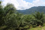 Oil palm plantation and rainforest near Tangkahan village [sumatra_0839]