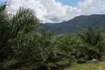 Oil palm plantation and rainforest near Tangkahan village [sumatra_0840]