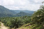 Oil palm plantation and rainforest near Tangkahan village [sumatra_0841]