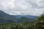 Oil palm plantation and rainforest near Tangkahan village [sumatra_0843]