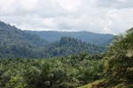 Oil palm plantation and rainforest near Tangkahan village [sumatra_0844]