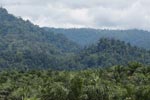 Oil palm plantation and rainforest near Tangkahan village