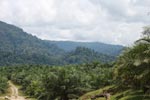 Oil palm plantation and rainforest near Tangkahan village [sumatra_0847]
