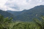 Oil palm plantation and rainforest near Tangkahan village [sumatra_0848]