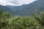 Oil palm plantation and rainforest near Tangkahan village [sumatra_0849]