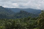 Oil palm plantation and rainforest near Tangkahan village [sumatra_0850]