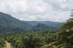 Oil palm plantation and rainforest near Tangkahan village [sumatra_0852]