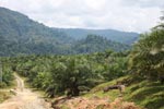 Oil palm plantation and rainforest near Tangkahan village [sumatra_0853]