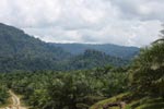 Oil palm plantation and rainforest near Tangkahan village [sumatra_0854]
