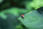 Red shield bug [sumatra_0862]