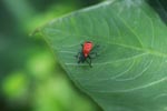 Red shield bug [sumatra_0868]
