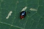 Metallic blue and red beetle [sumatra_0870]
