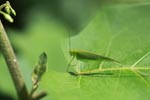 Green katydid [sumatra_0872]