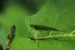 Green katydid [sumatra_0873]