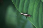 White-stripe grasshopper [sumatra_0878]