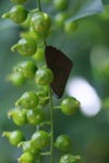 Brown moth [sumatra_0883]